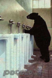 bear2.jpg