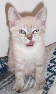 kittywink.jpg